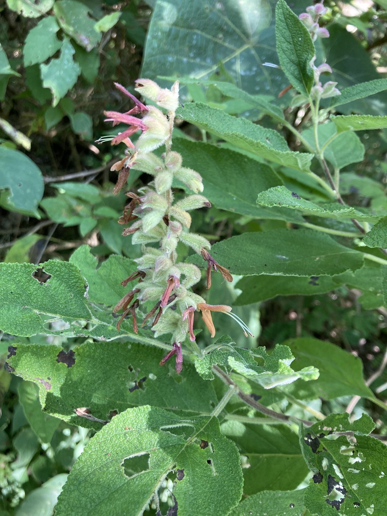 Salvia lasiantha